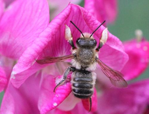 Megachile willughbiella